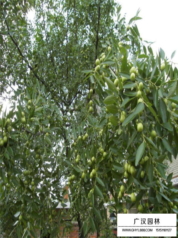 棗樹