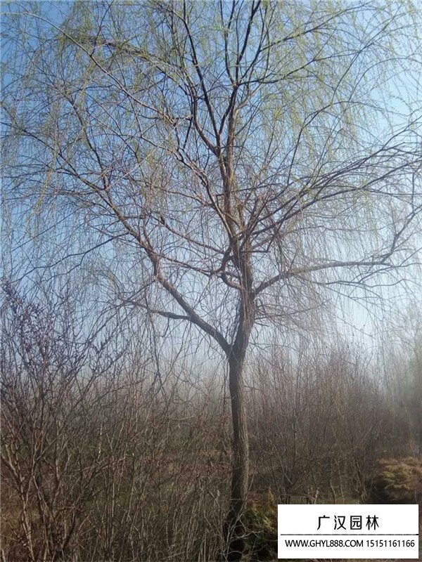 柳樹