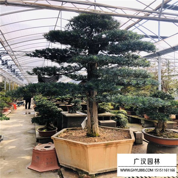 羅漢松