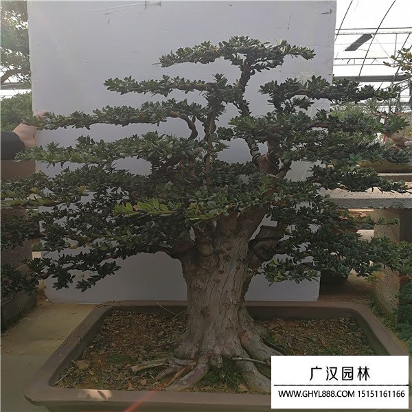 羅漢松