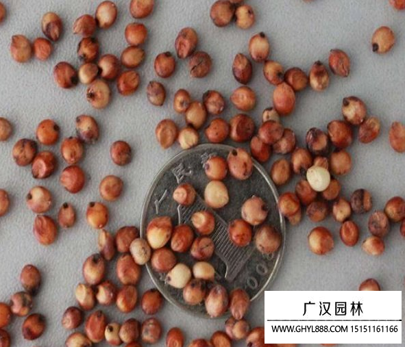 高粱種子