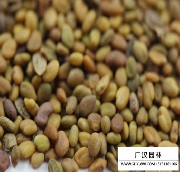 草木犀種子