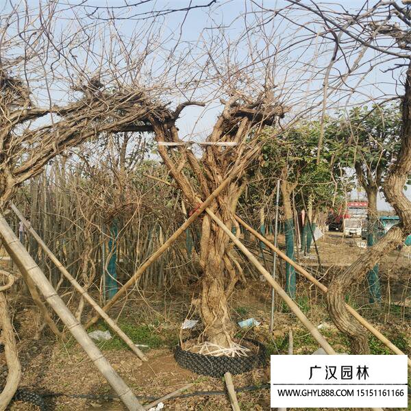 美國凌霄