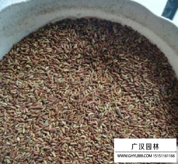 紫穗槐凈籽種子