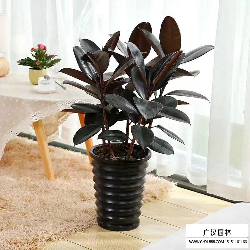 橡皮樹