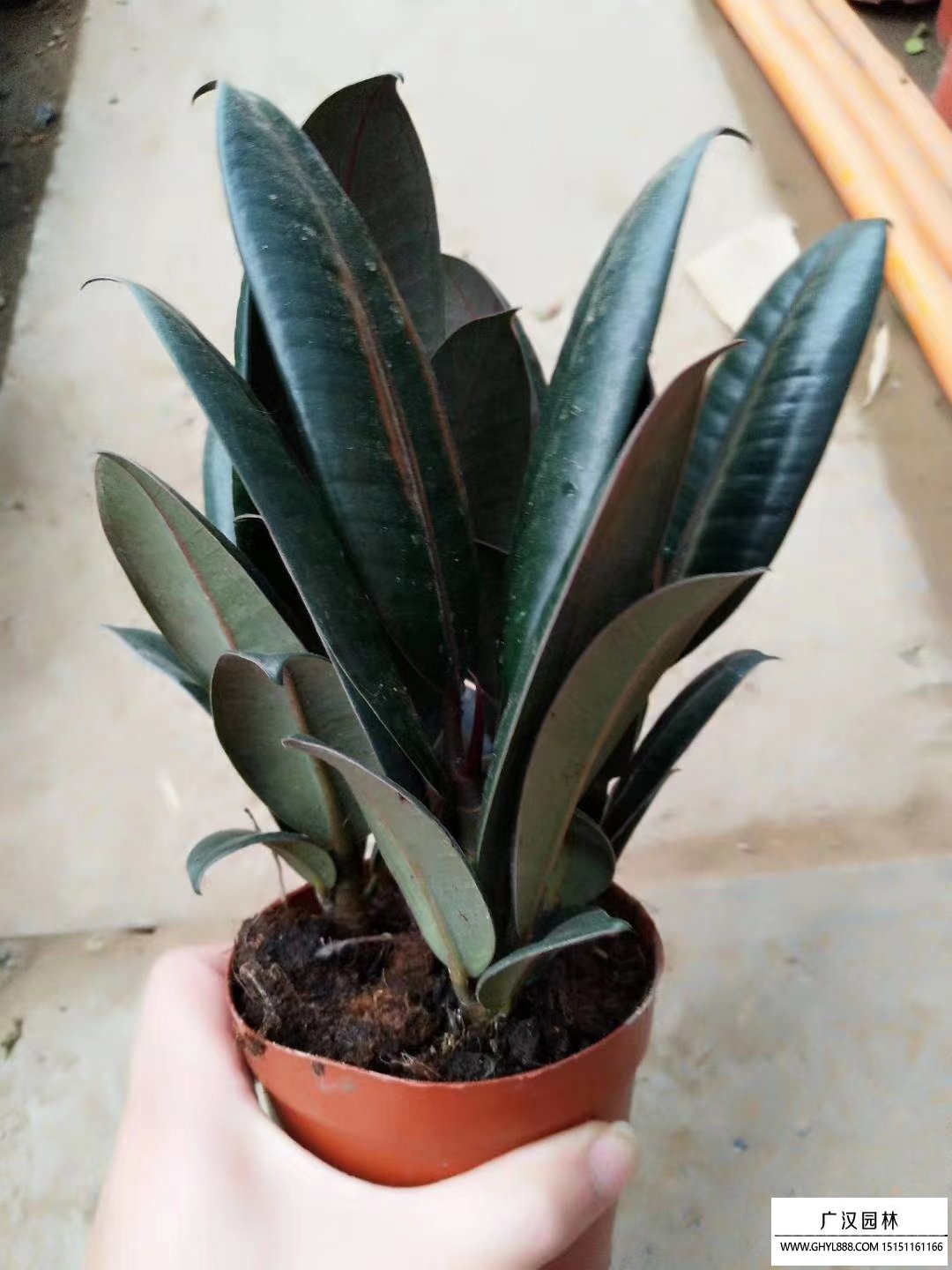 橡皮樹