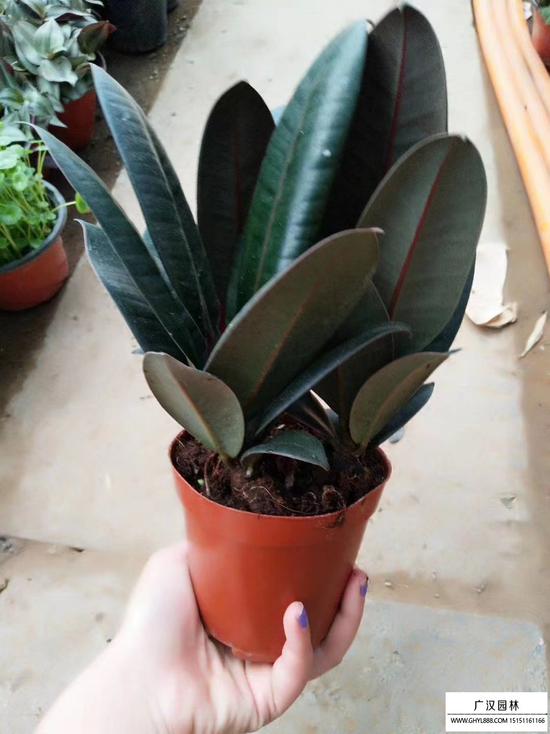 橡皮樹