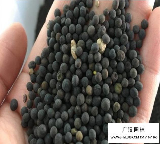 毛苕子種子