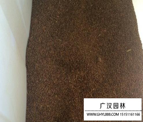 馬棘種子