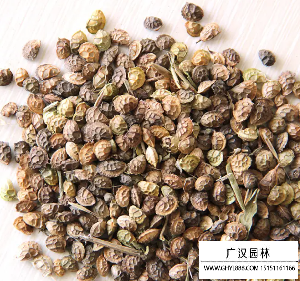 紅豆草種子