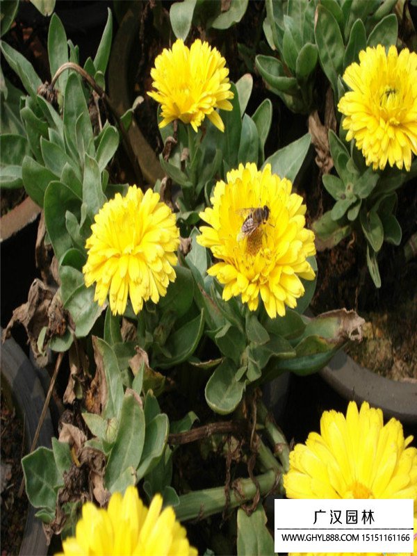 金盞菊