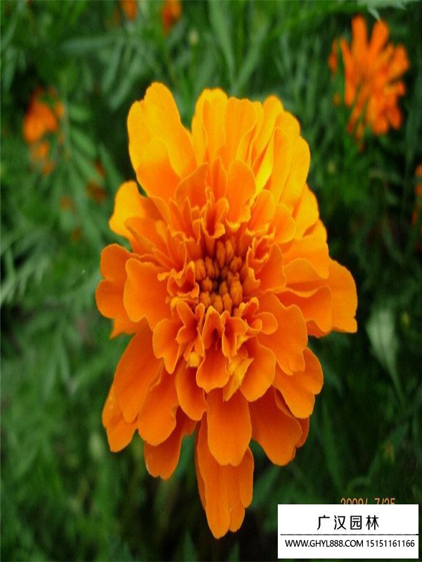 金盞菊