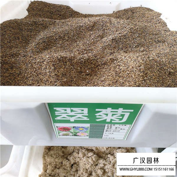 翠菊種子
