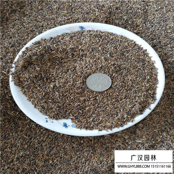 翠菊種子