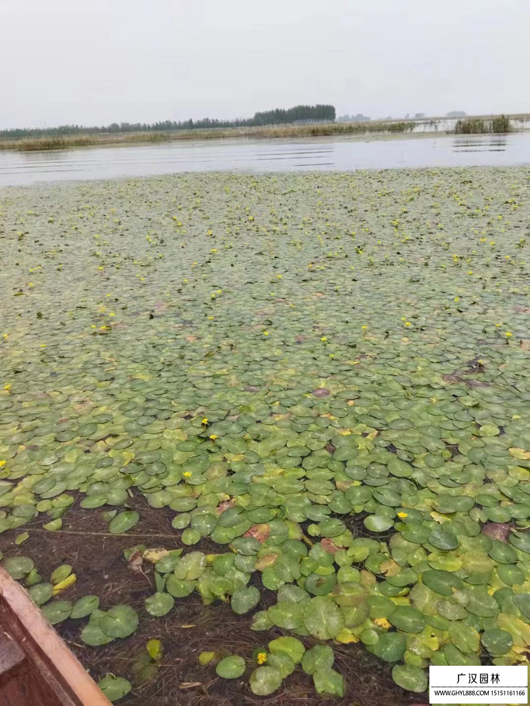 荇菜