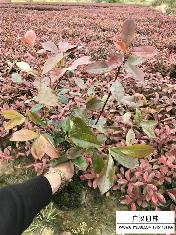 紅頭石楠