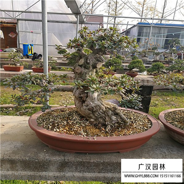 好月杜鵑