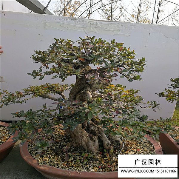 好月杜鵑