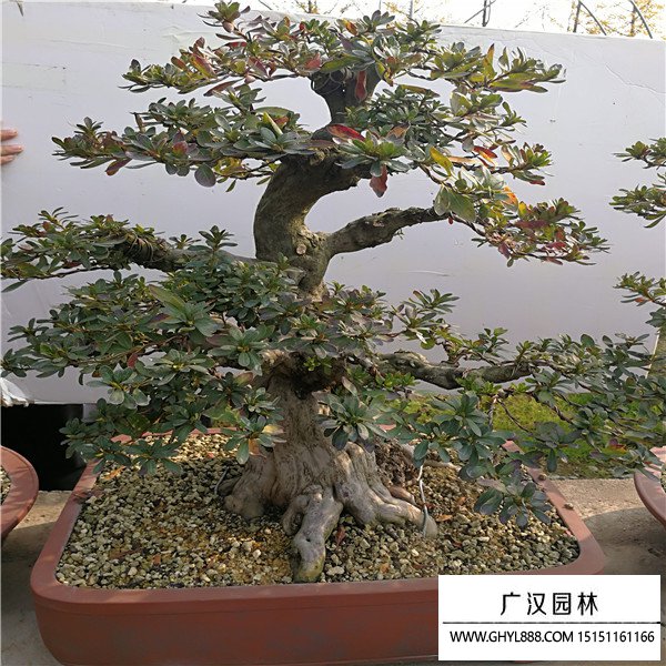 好月杜鵑