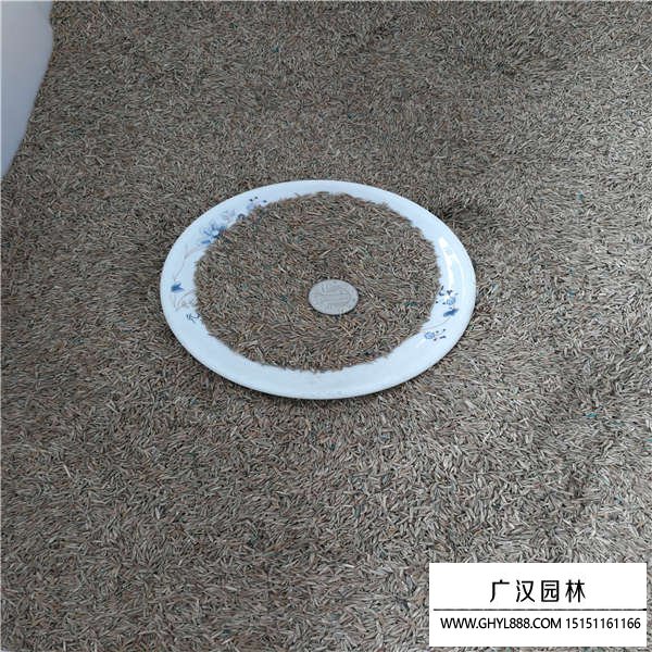 黑麥草種子