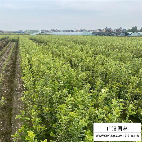 金邊黃楊