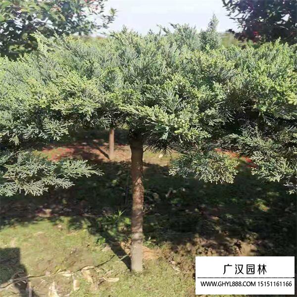 高接地龍
