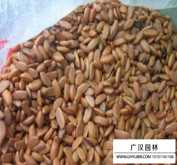 金彈子種子