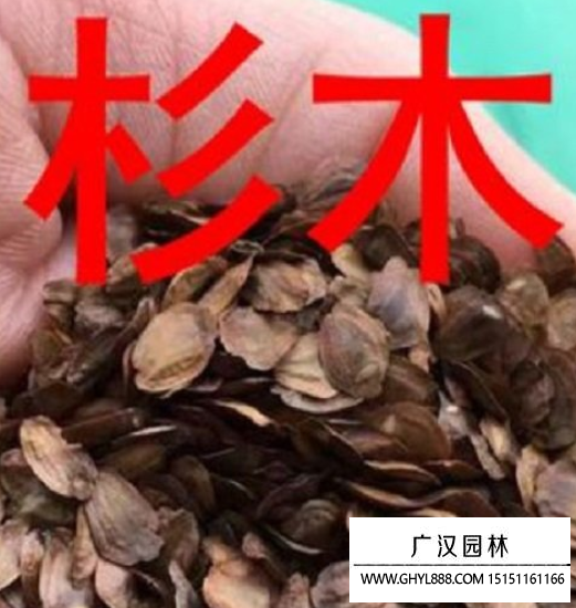 杉木種子