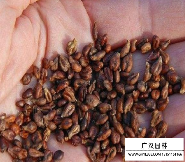 葡萄種子