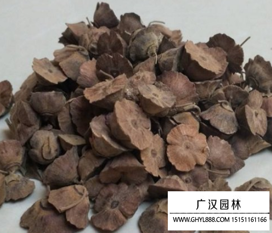 馬甲子種子
