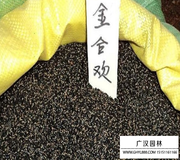 金合歡種子