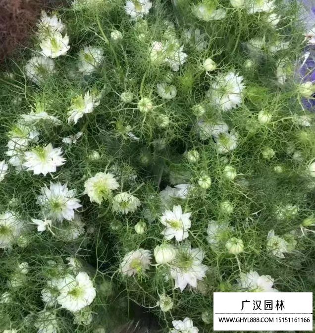 黑種草