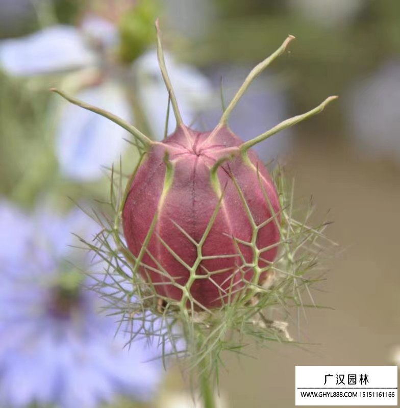 黑種草