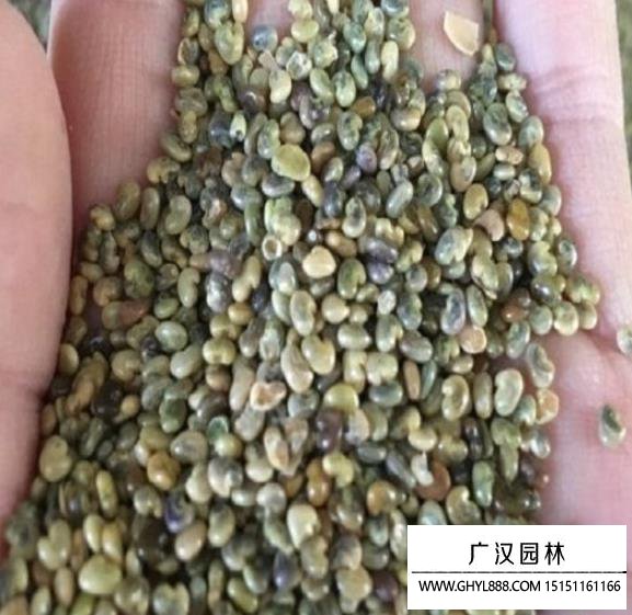 豬屎豆種子