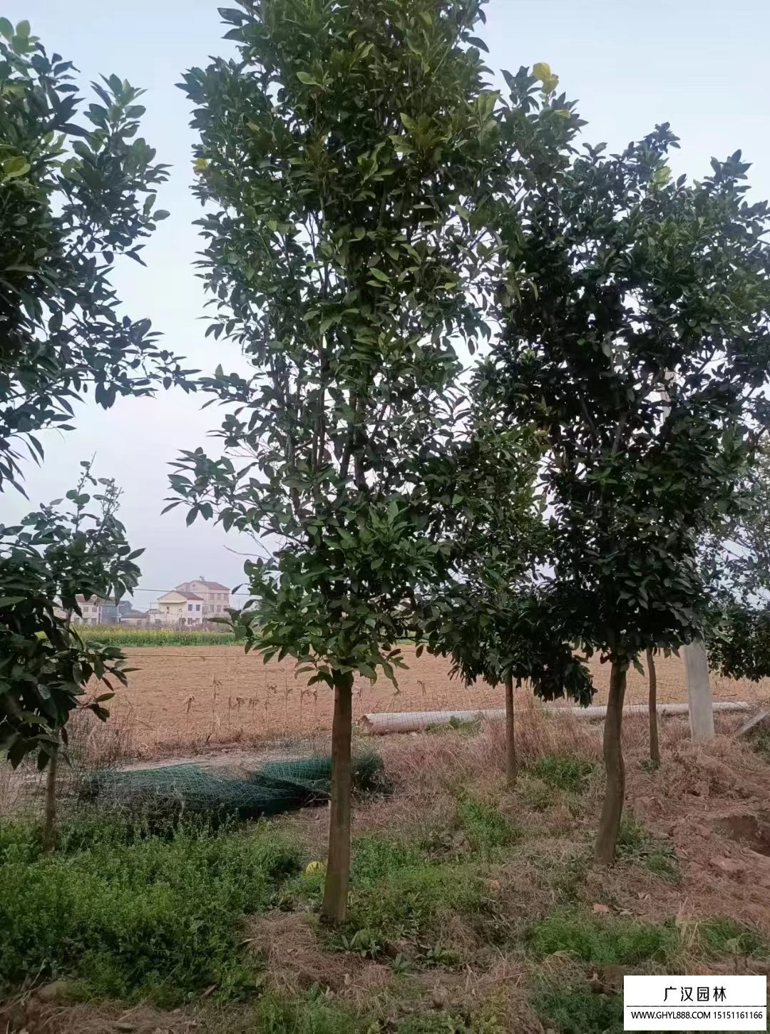 冬青樹