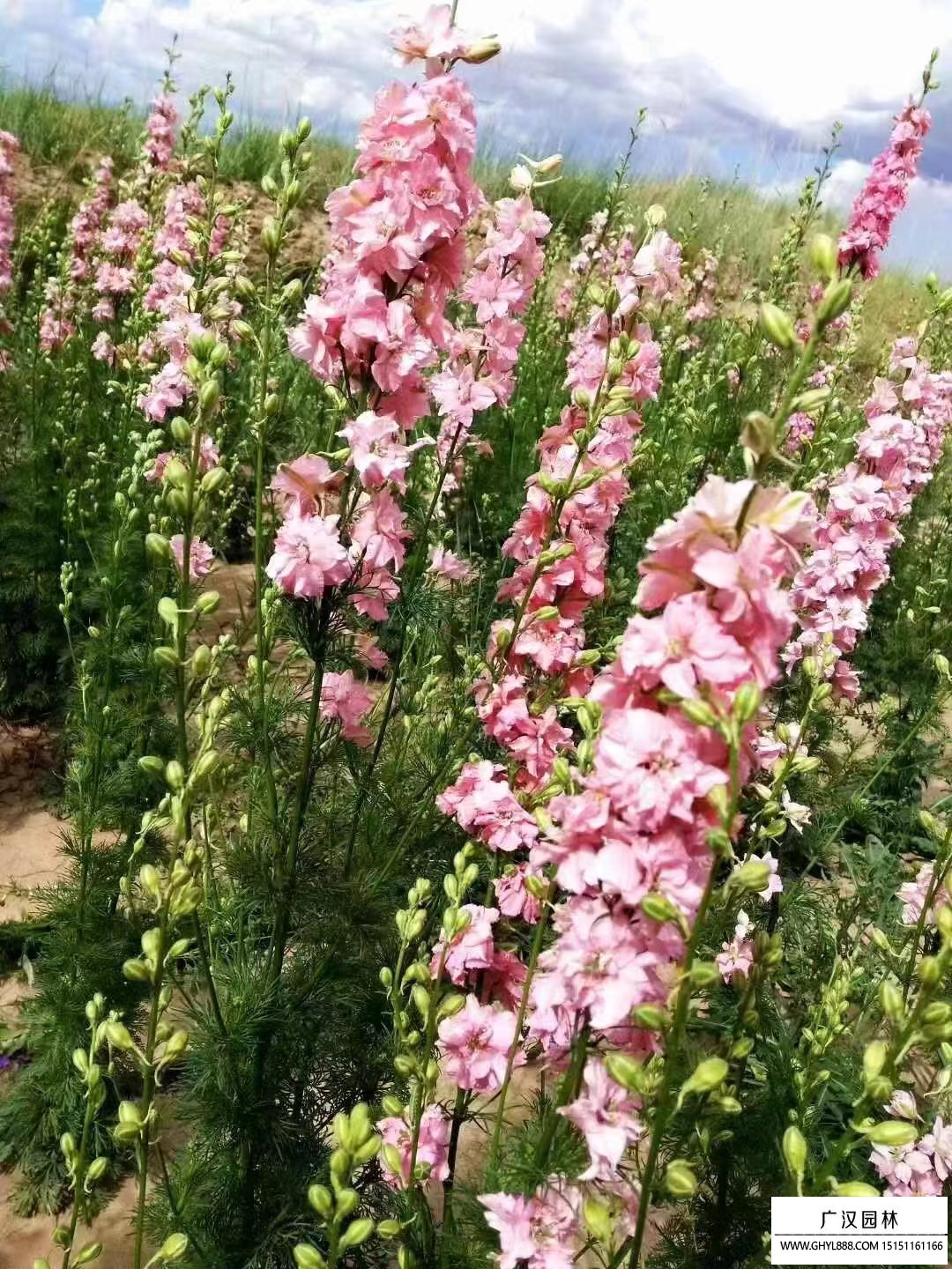 飛燕草