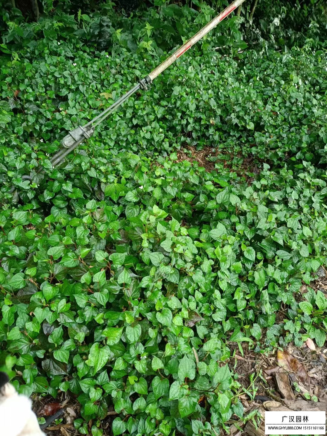 魚腥草