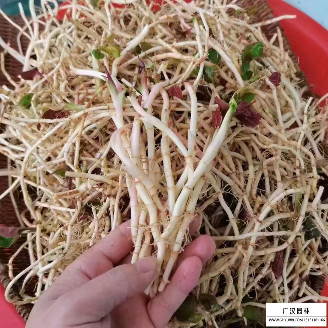 魚腥草