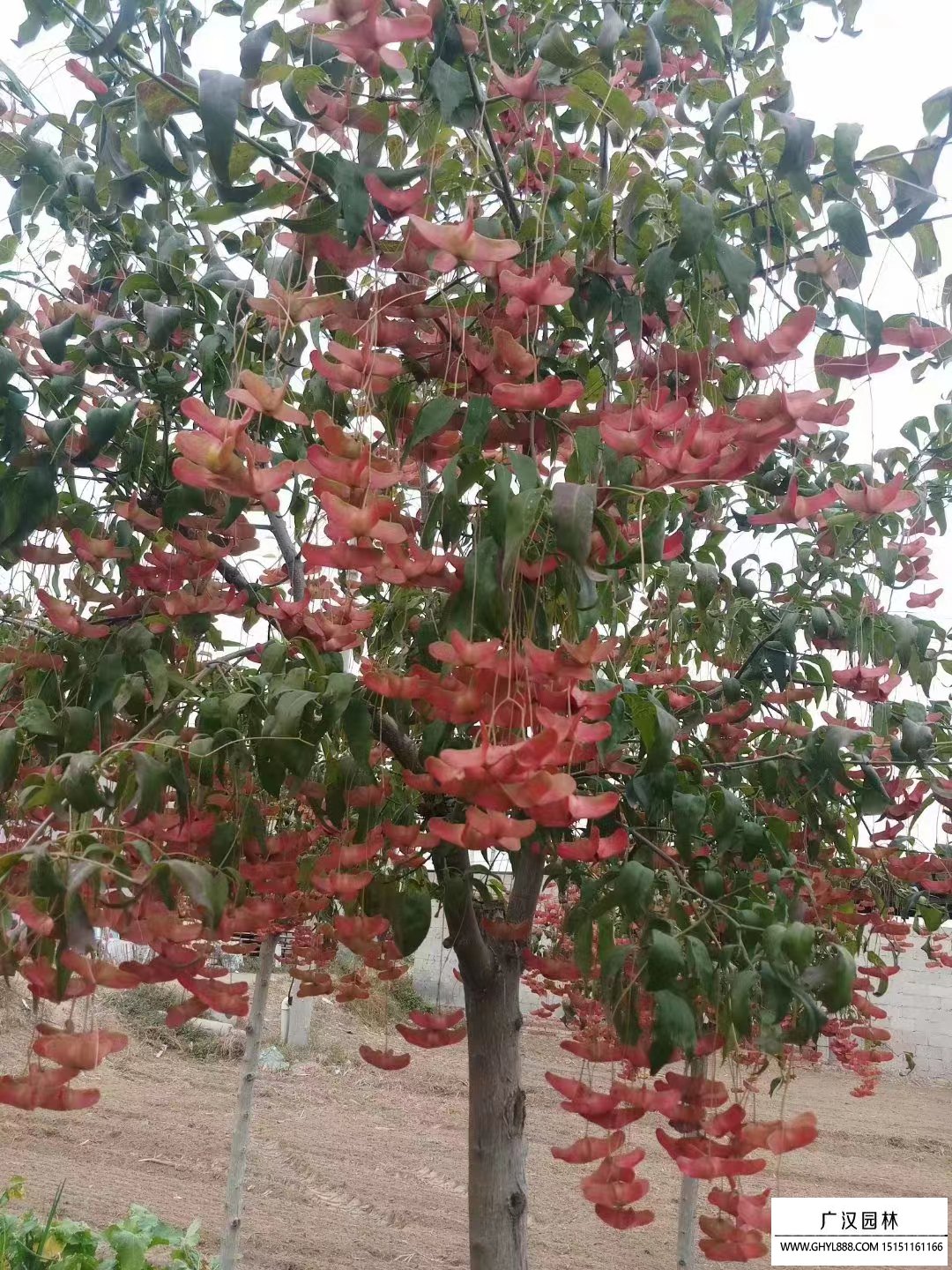 搖錢樹
