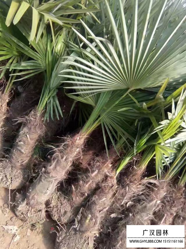 棕櫚樹