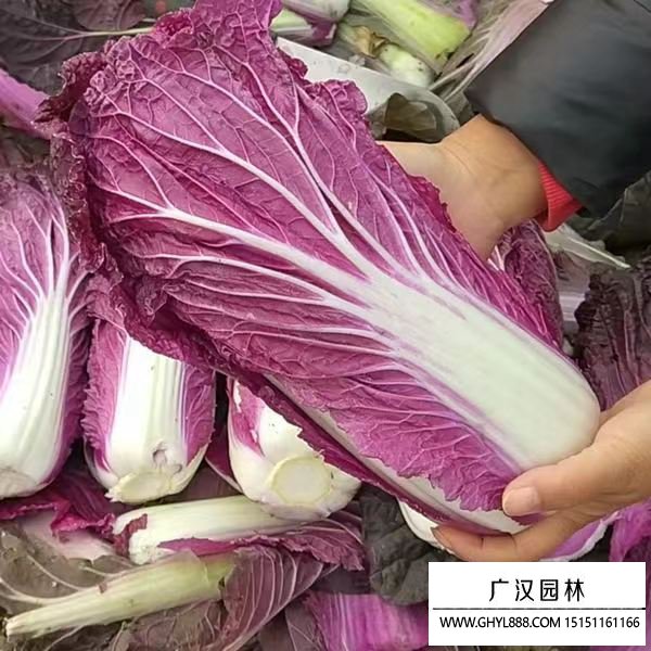 紫白菜種子