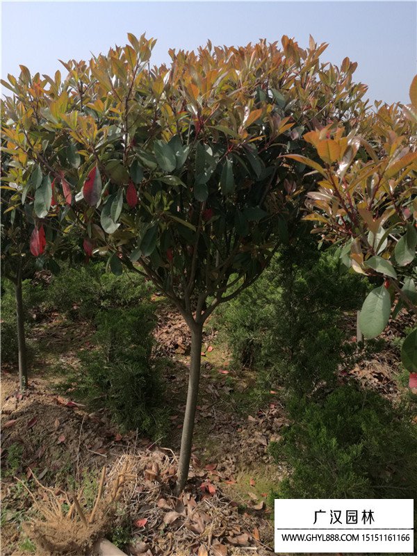 高桿紅葉石楠