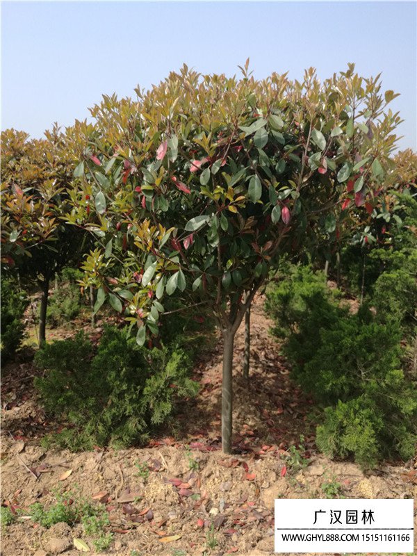 高桿紅葉石楠