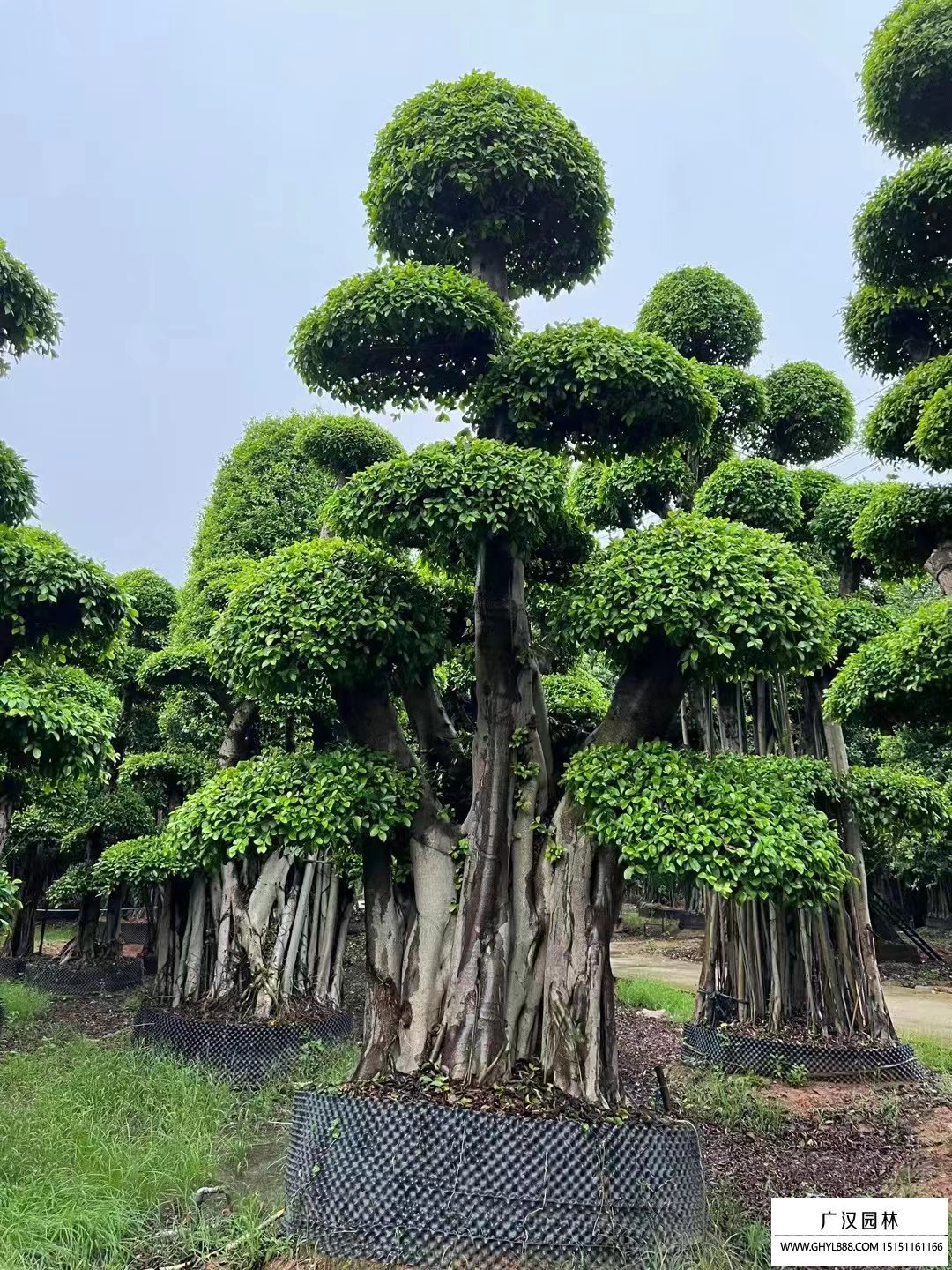 榕樹