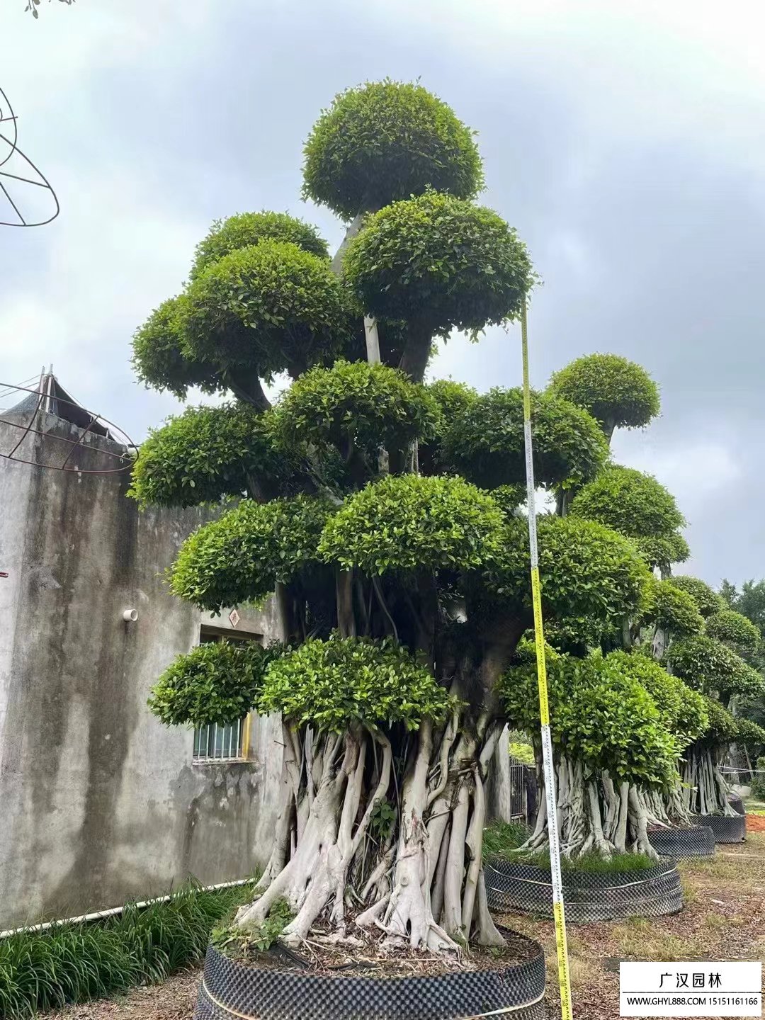 榕樹