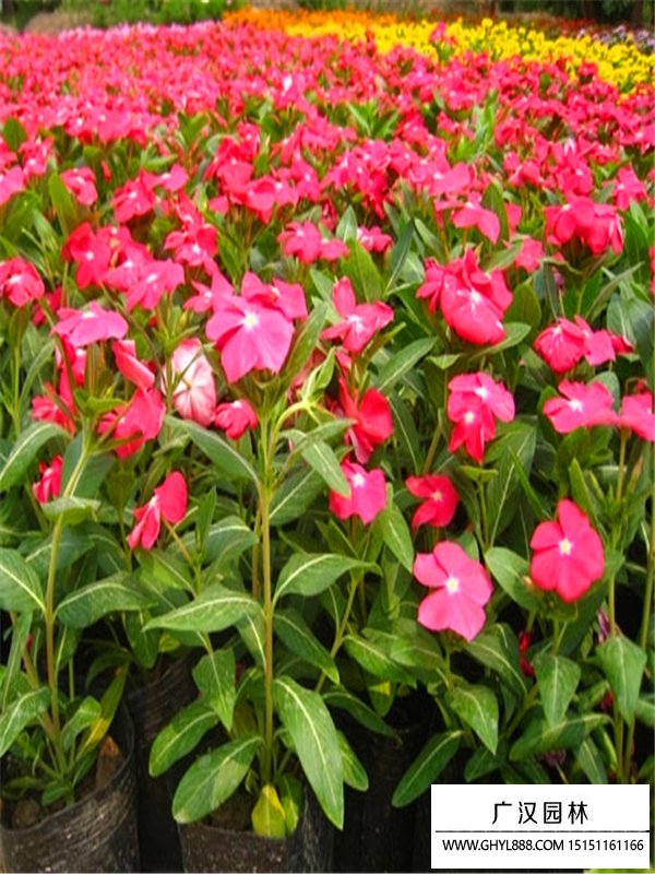 長春花