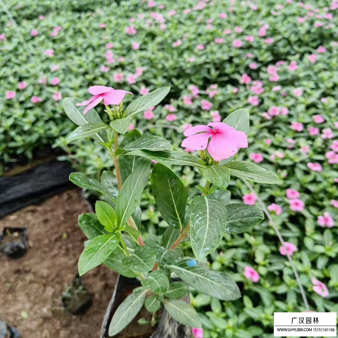 長春花