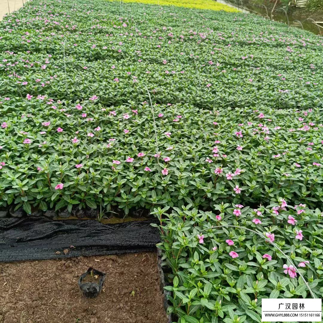 長春花