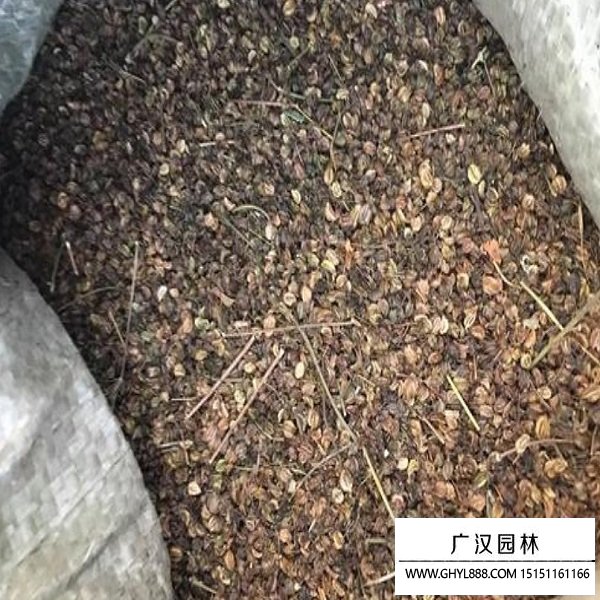 羌活種子