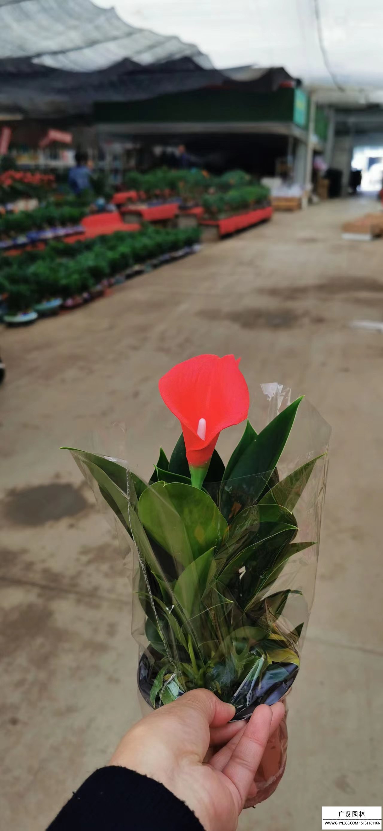馬蹄蓮